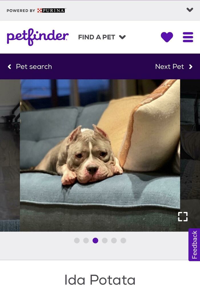 &ldquo;We&rsquo;re Cooked Chat&rdquo;: 85 Completely Unhinged But Also Amusing Pet Names