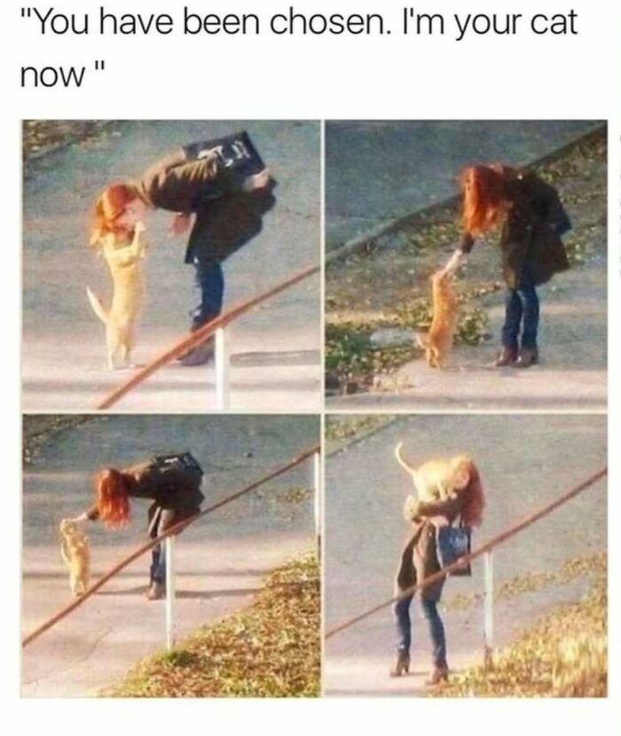 If You Can&rsquo;t Think Of A Better Way To Spend Your Time Than Looking At Cat Memes, These 78 Posts Are For You