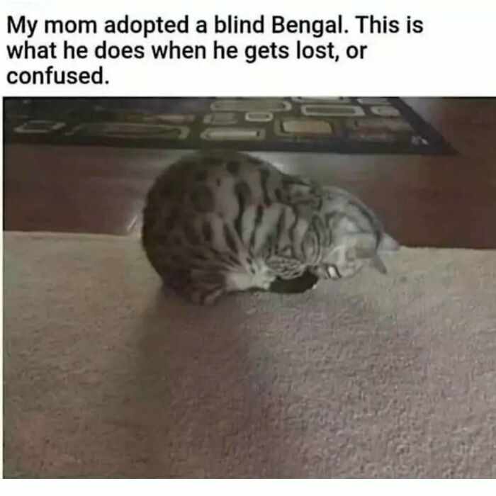 If You Can&rsquo;t Think Of A Better Way To Spend Your Time Than Looking At Cat Memes, These 78 Posts Are For You