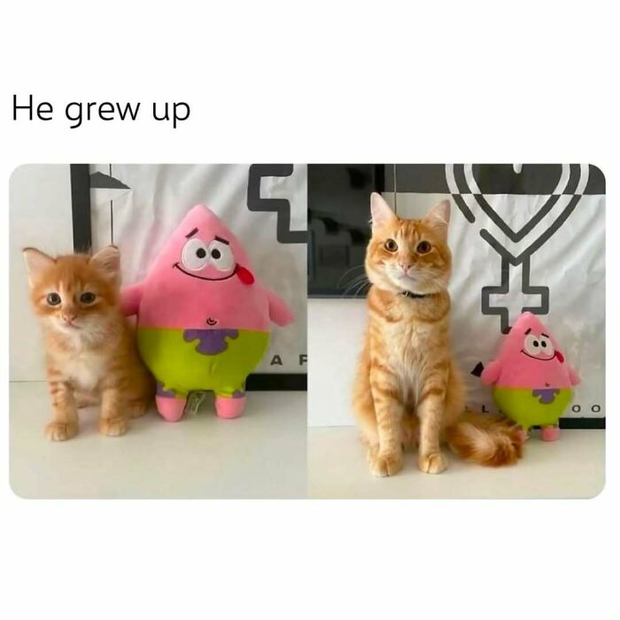 If You Can&rsquo;t Think Of A Better Way To Spend Your Time Than Looking At Cat Memes, These 78 Posts Are For You