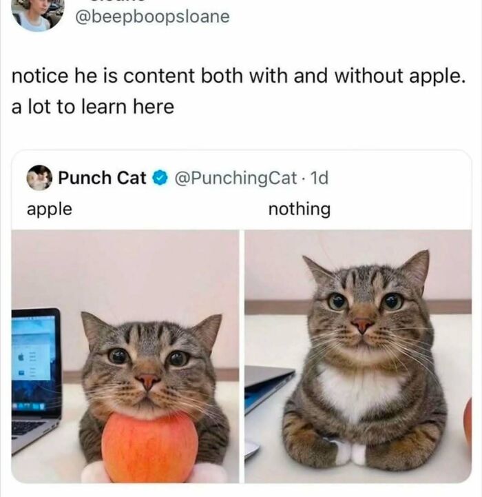 If You Can&rsquo;t Think Of A Better Way To Spend Your Time Than Looking At Cat Memes, These 78 Posts Are For You
