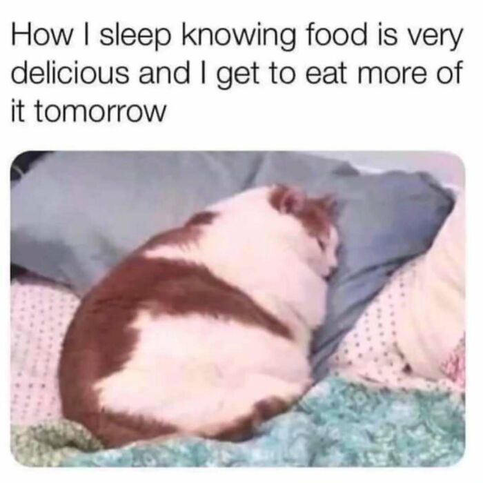 If You Can&rsquo;t Think Of A Better Way To Spend Your Time Than Looking At Cat Memes, These 78 Posts Are For You