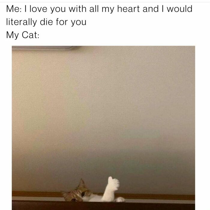 If You Can&rsquo;t Think Of A Better Way To Spend Your Time Than Looking At Cat Memes, These 78 Posts Are For You