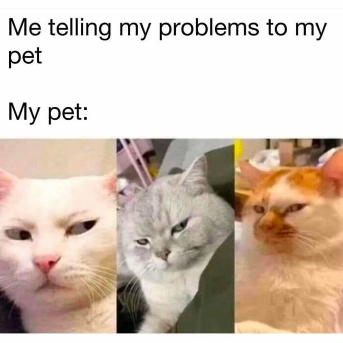 If You Can&rsquo;t Think Of A Better Way To Spend Your Time Than Looking At Cat Memes, These 78 Posts Are For You