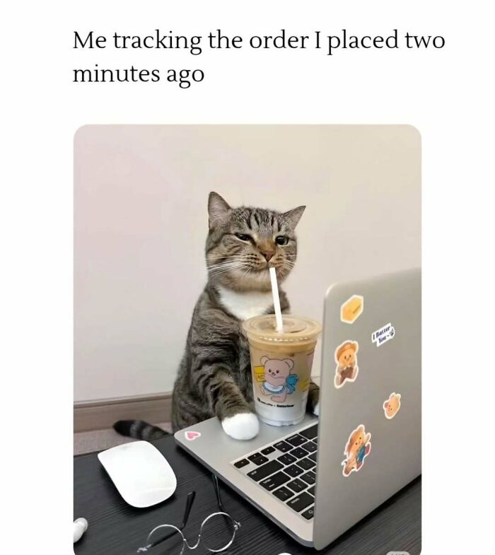 If You Can&rsquo;t Think Of A Better Way To Spend Your Time Than Looking At Cat Memes, These 78 Posts Are For You