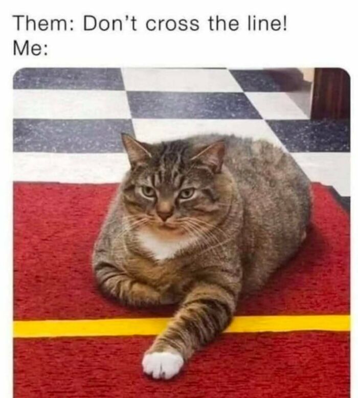 If You Can&rsquo;t Think Of A Better Way To Spend Your Time Than Looking At Cat Memes, These 78 Posts Are For You