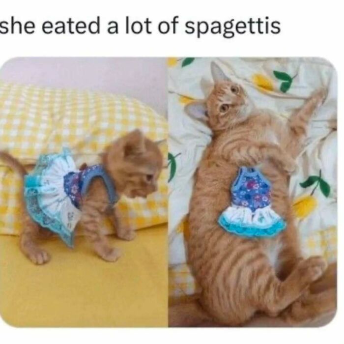 If You Can&rsquo;t Think Of A Better Way To Spend Your Time Than Looking At Cat Memes, These 78 Posts Are For You