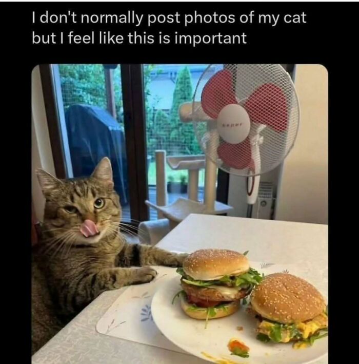 If You Can&rsquo;t Think Of A Better Way To Spend Your Time Than Looking At Cat Memes, These 78 Posts Are For You