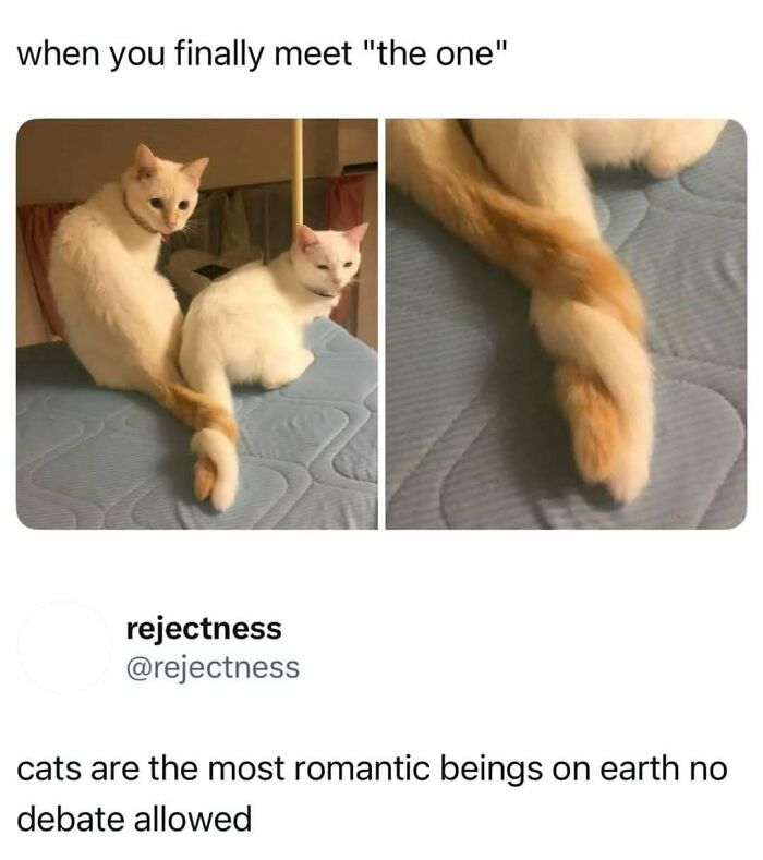 If You Can&rsquo;t Think Of A Better Way To Spend Your Time Than Looking At Cat Memes, These 78 Posts Are For You
