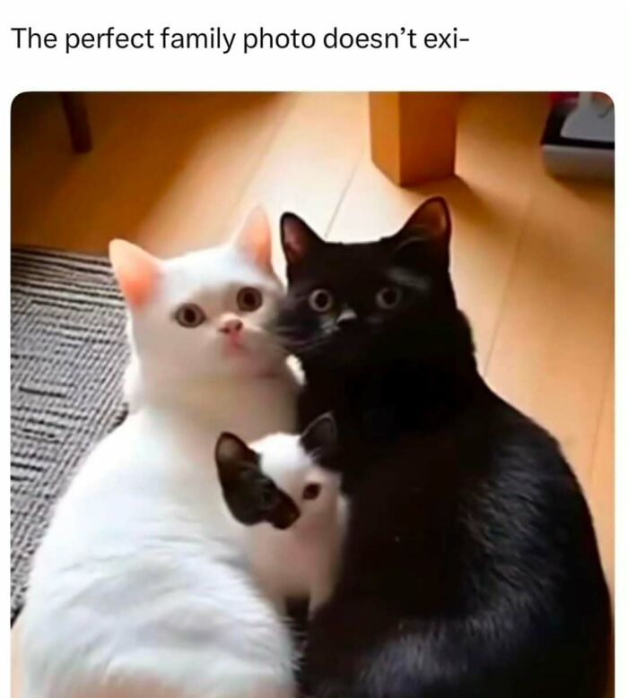 If You Can&rsquo;t Think Of A Better Way To Spend Your Time Than Looking At Cat Memes, These 78 Posts Are For You