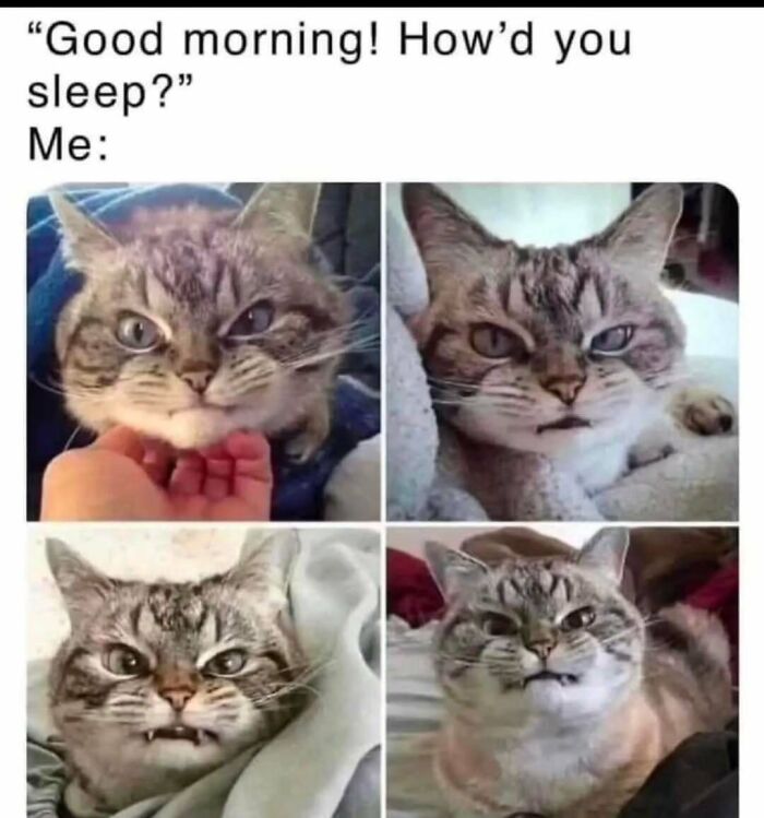 If You Can&rsquo;t Think Of A Better Way To Spend Your Time Than Looking At Cat Memes, These 78 Posts Are For You