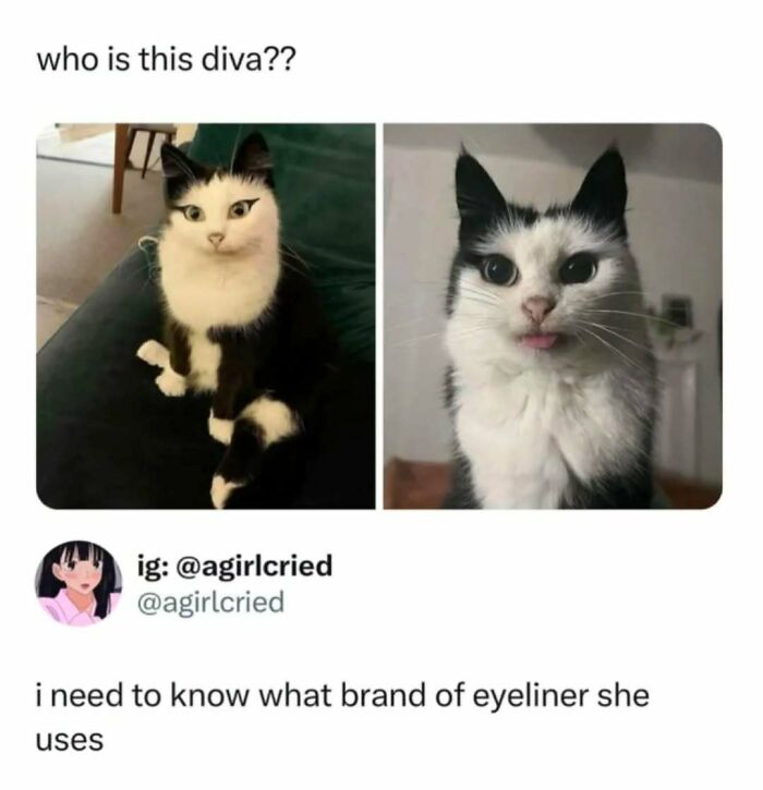 If You Can&rsquo;t Think Of A Better Way To Spend Your Time Than Looking At Cat Memes, These 78 Posts Are For You