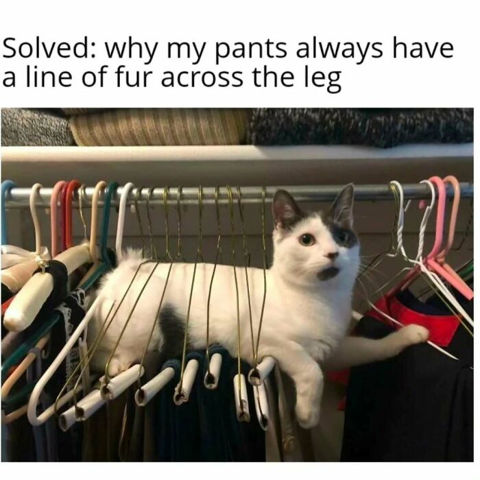 If You Can&rsquo;t Think Of A Better Way To Spend Your Time Than Looking At Cat Memes, These 78 Posts Are For You