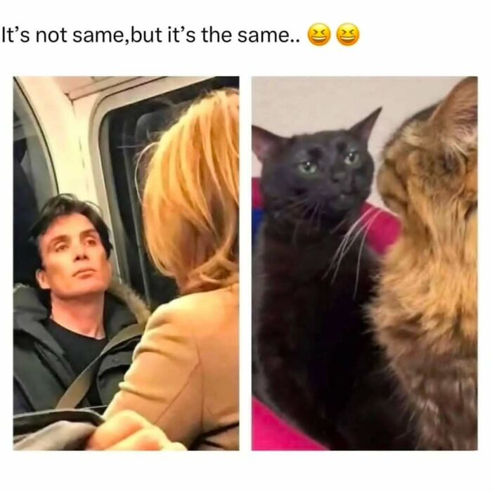 If You Can&rsquo;t Think Of A Better Way To Spend Your Time Than Looking At Cat Memes, These 78 Posts Are For You