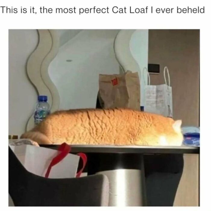 If You Can&rsquo;t Think Of A Better Way To Spend Your Time Than Looking At Cat Memes, These 78 Posts Are For You