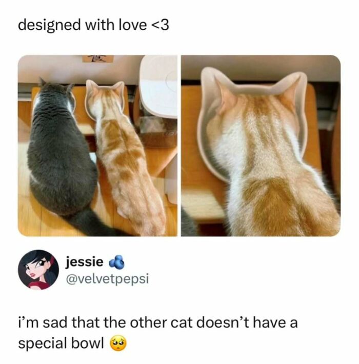 If You Can&rsquo;t Think Of A Better Way To Spend Your Time Than Looking At Cat Memes, These 78 Posts Are For You