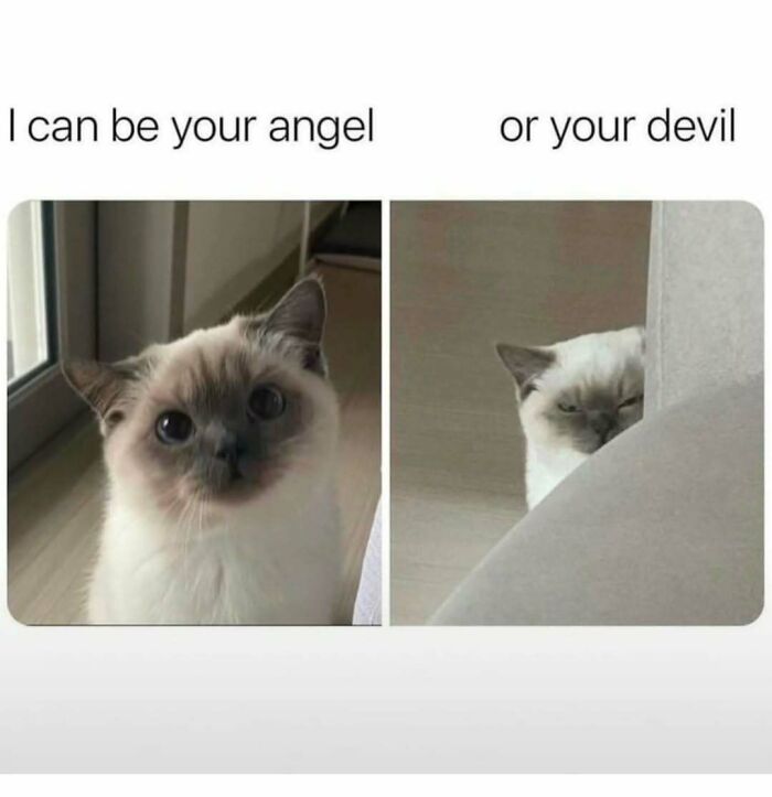 If You Can&rsquo;t Think Of A Better Way To Spend Your Time Than Looking At Cat Memes, These 78 Posts Are For You