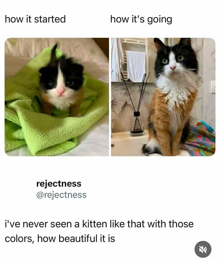 If You Can&rsquo;t Think Of A Better Way To Spend Your Time Than Looking At Cat Memes, These 78 Posts Are For You