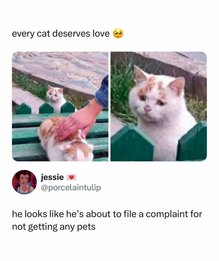 If You Can&rsquo;t Think Of A Better Way To Spend Your Time Than Looking At Cat Memes, These 78 Posts Are For You