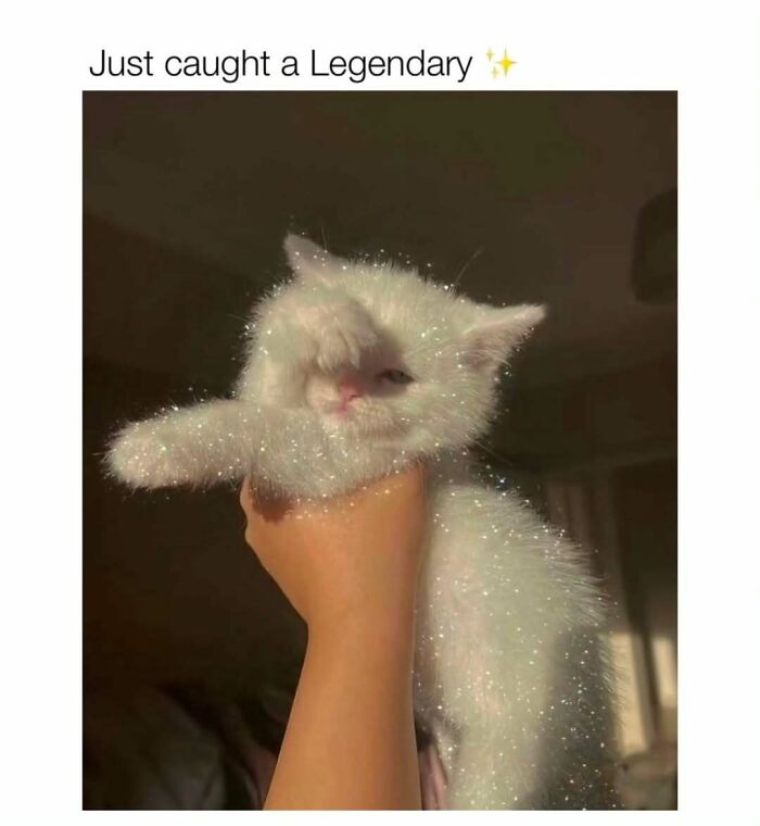If You Can&rsquo;t Think Of A Better Way To Spend Your Time Than Looking At Cat Memes, These 78 Posts Are For You