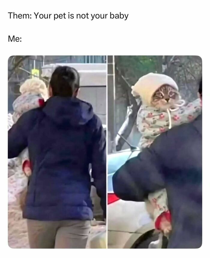 If You Can&rsquo;t Think Of A Better Way To Spend Your Time Than Looking At Cat Memes, These 78 Posts Are For You