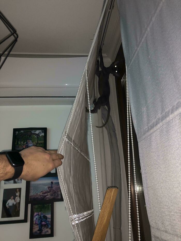 67 Images Of &ldquo;Cryptid Cats&rdquo; That May Leave You Questioning What Really Goes On In Their Heads