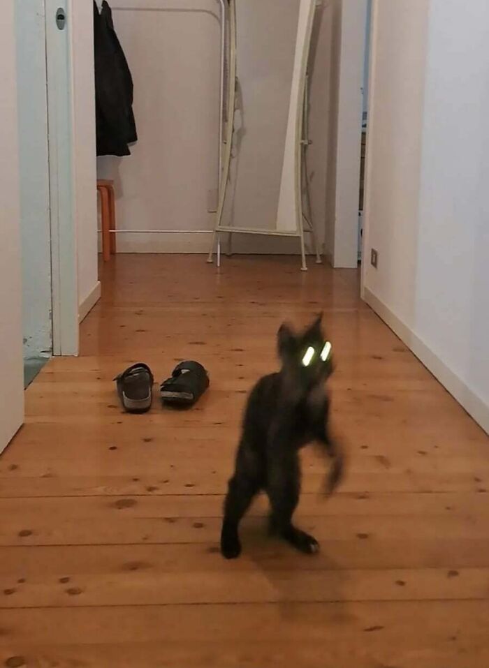 67 Images Of &ldquo;Cryptid Cats&rdquo; That May Leave You Questioning What Really Goes On In Their Heads