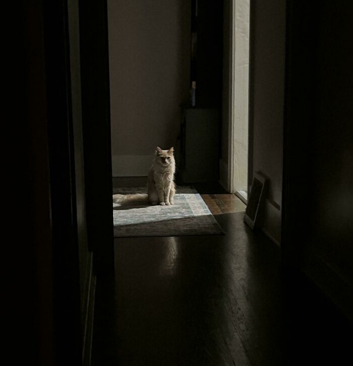 67 Images Of &ldquo;Cryptid Cats&rdquo; That May Leave You Questioning What Really Goes On In Their Heads
