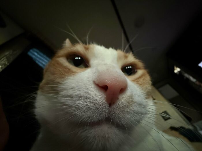 67 Images Of &ldquo;Cryptid Cats&rdquo; That May Leave You Questioning What Really Goes On In Their Heads