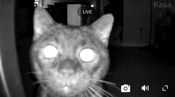 67 Images Of &ldquo;Cryptid Cats&rdquo; That May Leave You Questioning What Really Goes On In Their Heads