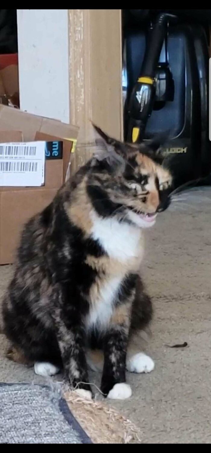 67 Images Of &ldquo;Cryptid Cats&rdquo; That May Leave You Questioning What Really Goes On In Their Heads