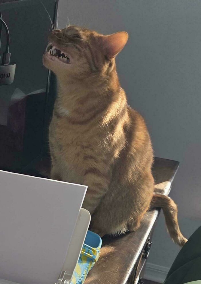 67 Images Of &ldquo;Cryptid Cats&rdquo; That May Leave You Questioning What Really Goes On In Their Heads