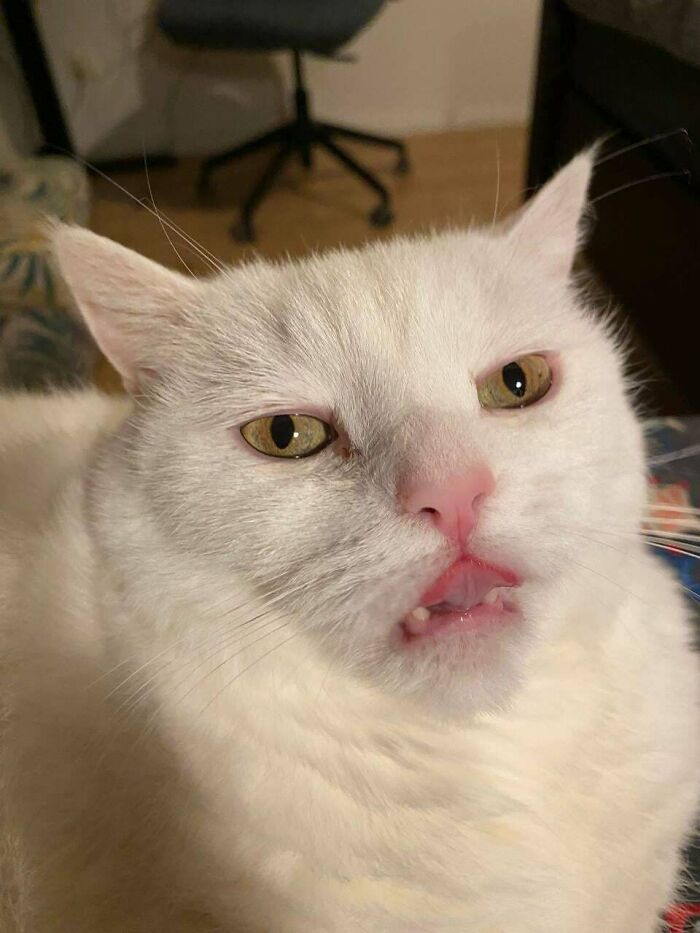 67 Images Of &ldquo;Cryptid Cats&rdquo; That May Leave You Questioning What Really Goes On In Their Heads