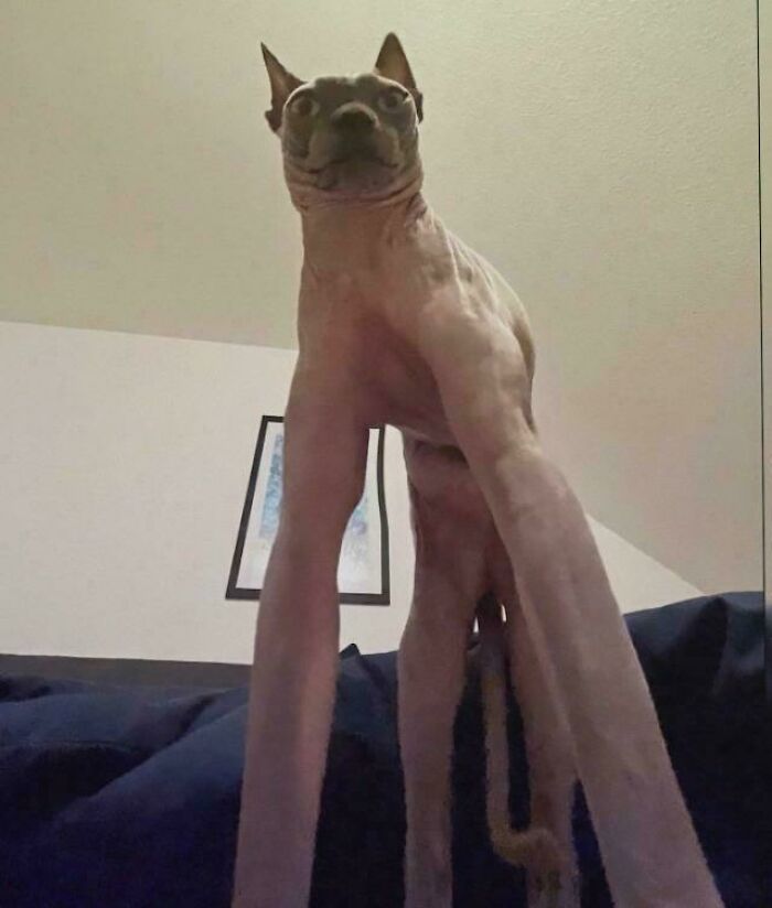 67 Images Of &ldquo;Cryptid Cats&rdquo; That May Leave You Questioning What Really Goes On In Their Heads