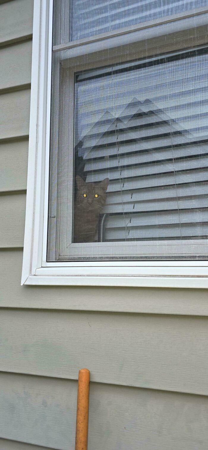 67 Images Of &ldquo;Cryptid Cats&rdquo; That May Leave You Questioning What Really Goes On In Their Heads