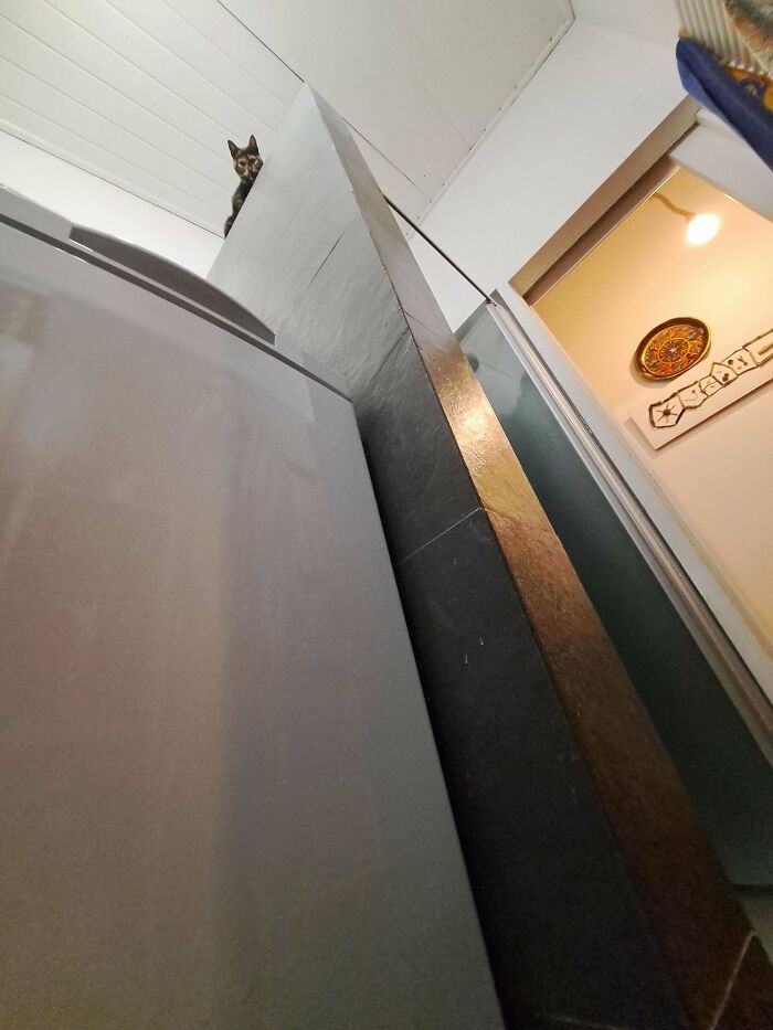 67 Images Of &ldquo;Cryptid Cats&rdquo; That May Leave You Questioning What Really Goes On In Their Heads