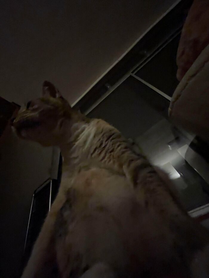 67 Images Of &ldquo;Cryptid Cats&rdquo; That May Leave You Questioning What Really Goes On In Their Heads