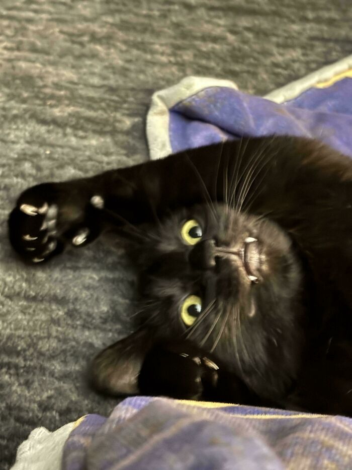 67 Images Of &ldquo;Cryptid Cats&rdquo; That May Leave You Questioning What Really Goes On In Their Heads