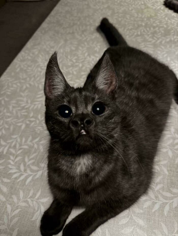 67 Images Of &ldquo;Cryptid Cats&rdquo; That May Leave You Questioning What Really Goes On In Their Heads