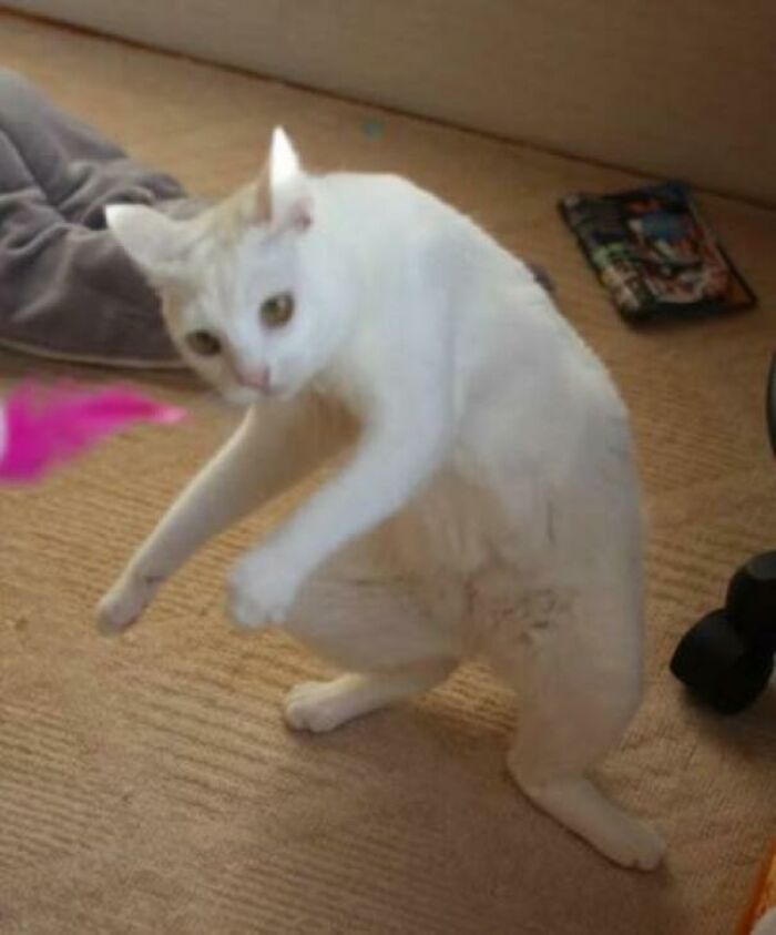 67 Images Of &ldquo;Cryptid Cats&rdquo; That May Leave You Questioning What Really Goes On In Their Heads