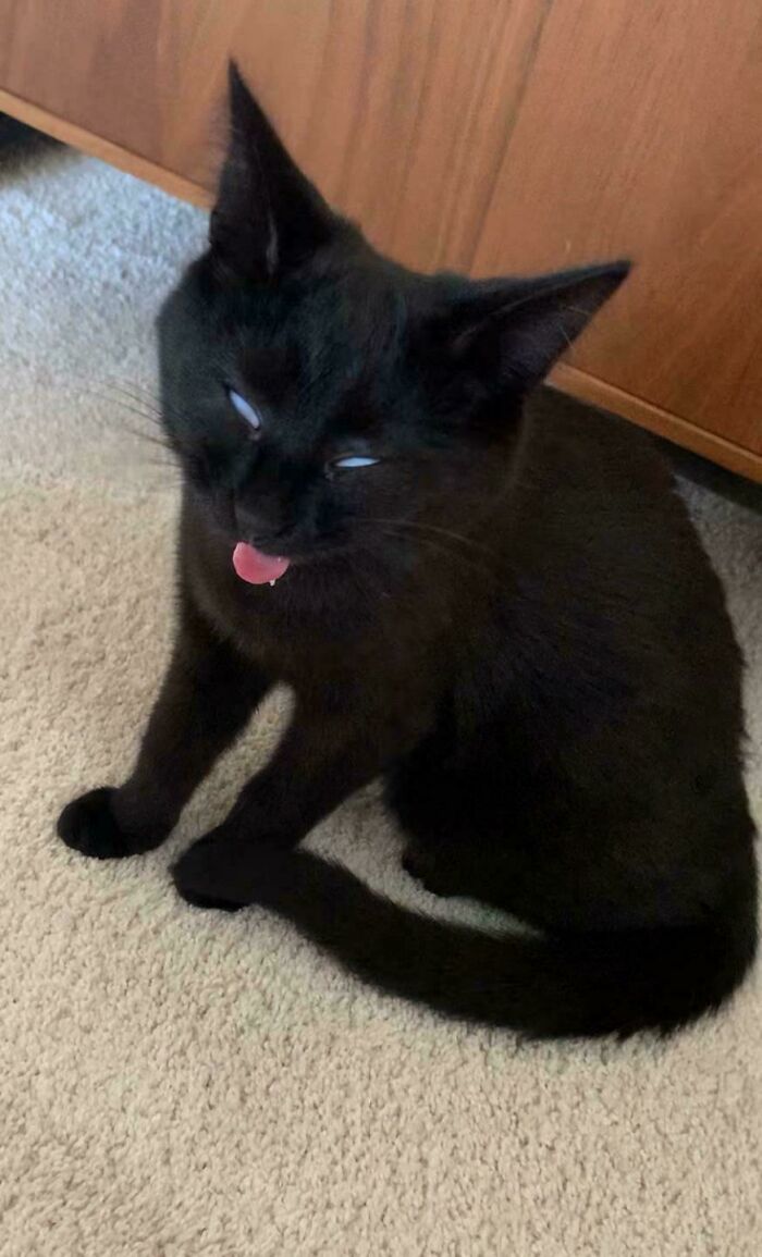 67 Images Of &ldquo;Cryptid Cats&rdquo; That May Leave You Questioning What Really Goes On In Their Heads