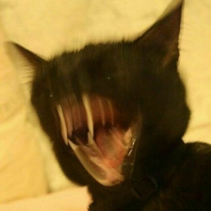 67 Images Of &ldquo;Cryptid Cats&rdquo; That May Leave You Questioning What Really Goes On In Their Heads