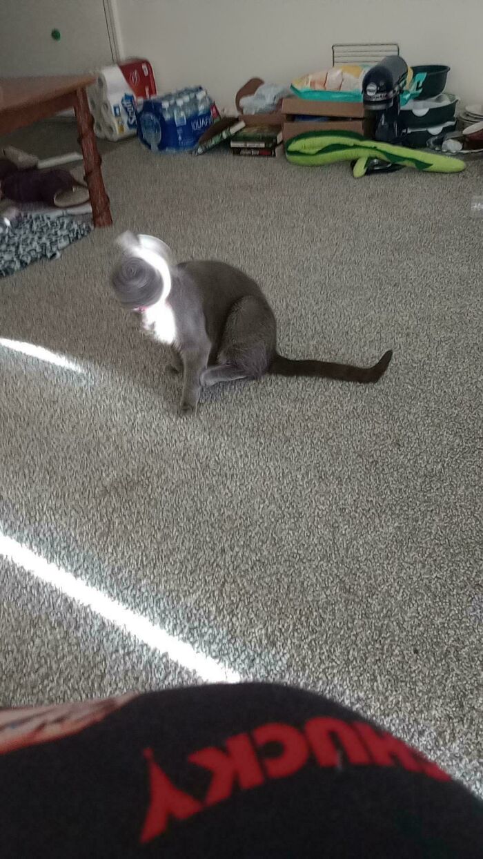 67 Images Of &ldquo;Cryptid Cats&rdquo; That May Leave You Questioning What Really Goes On In Their Heads