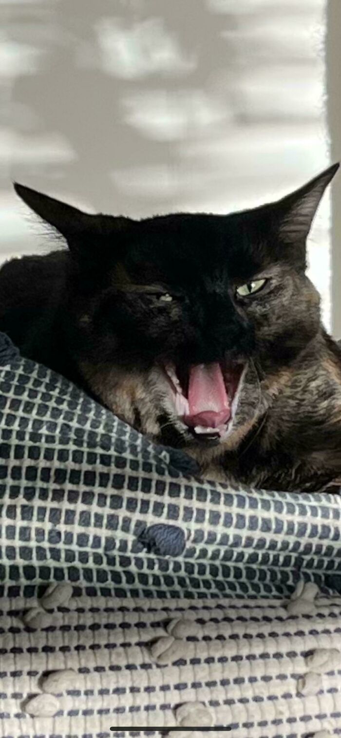 67 Images Of &ldquo;Cryptid Cats&rdquo; That May Leave You Questioning What Really Goes On In Their Heads