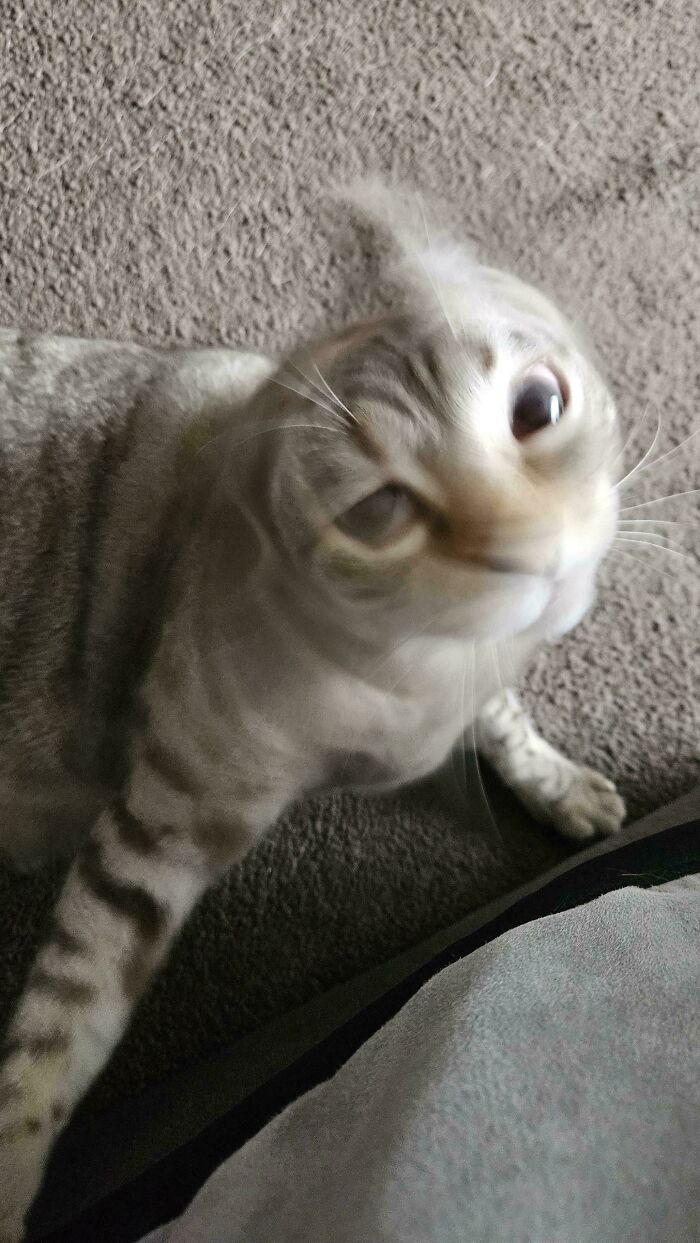 67 Images Of &ldquo;Cryptid Cats&rdquo; That May Leave You Questioning What Really Goes On In Their Heads