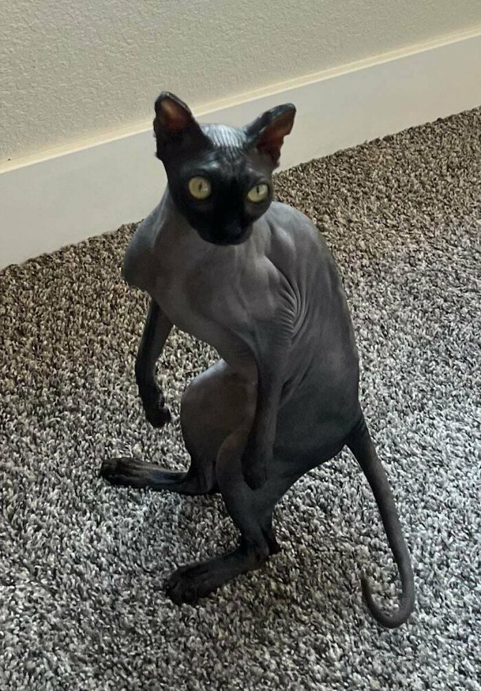 67 Images Of &ldquo;Cryptid Cats&rdquo; That May Leave You Questioning What Really Goes On In Their Heads