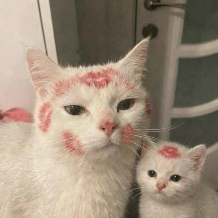 40 Hilarious Moments Caught On Camera, As Shared By &ldquo;Important Animal Images&rdquo; (New Pics)