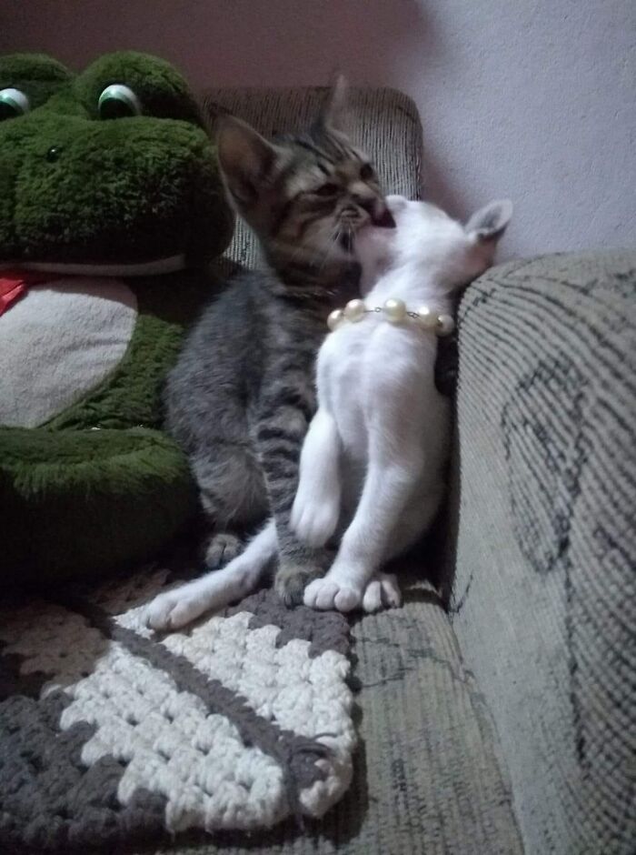 40 Hilarious Moments Caught On Camera, As Shared By &ldquo;Important Animal Images&rdquo; (New Pics)