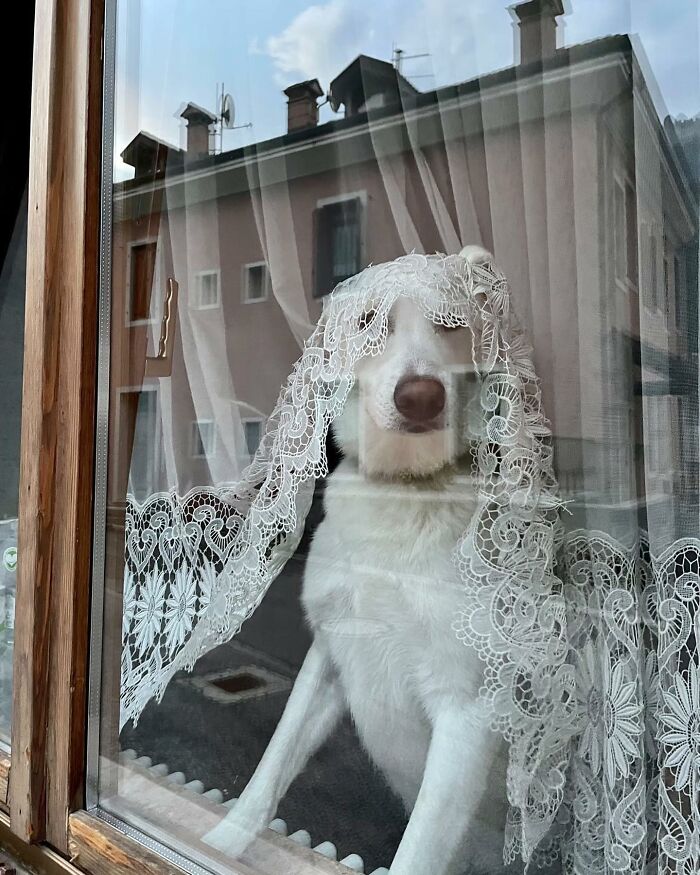 80 Adorable Dogs Caught Peeking Out Of Windows, As Shared On This Instagram Page