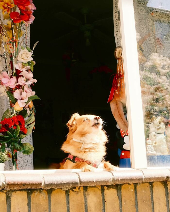 80 Adorable Dogs Caught Peeking Out Of Windows, As Shared On This Instagram Page
